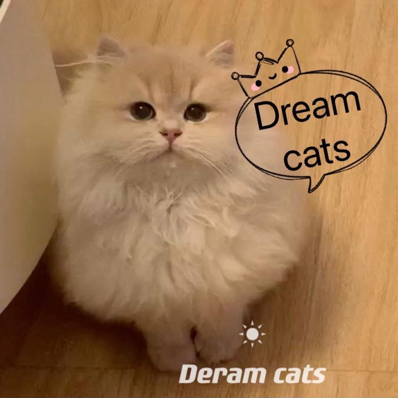 Dream Cattery 渐层猫舍