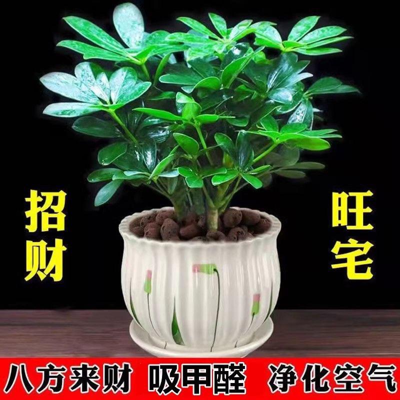 一花一草一木