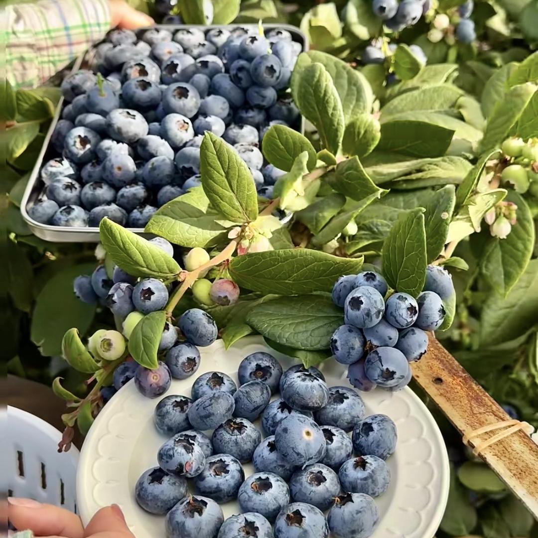 盘锦蟹蟹黄多鲜活