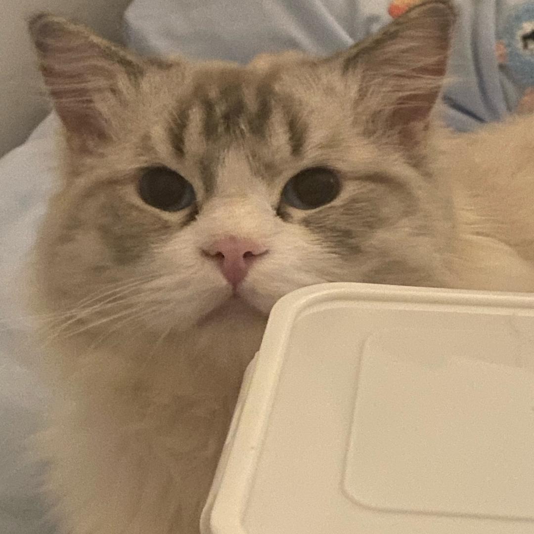 小智@