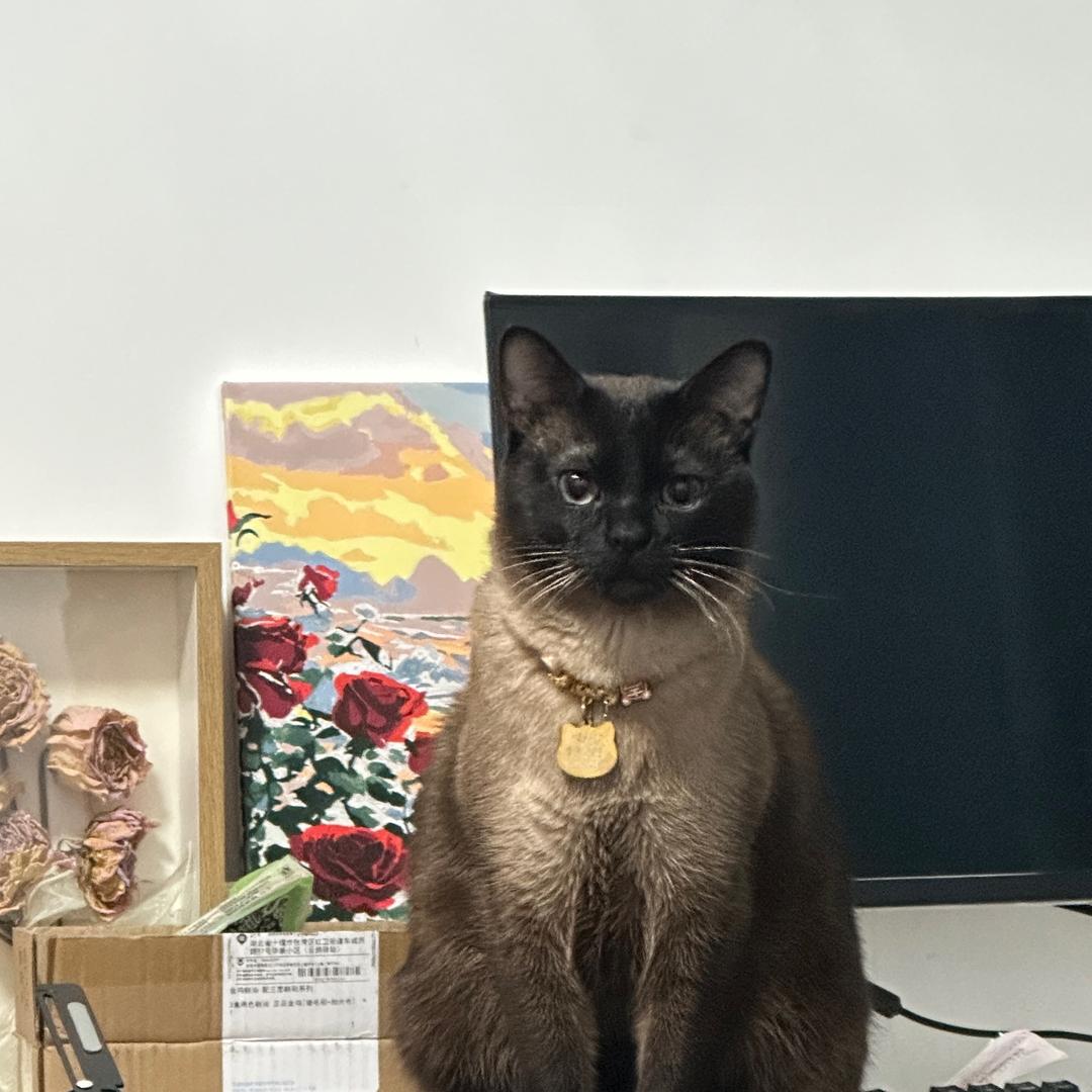 猫猫虫