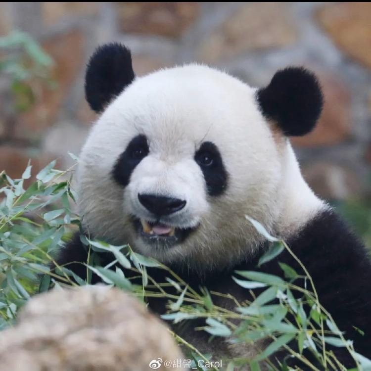 我爱吃蔬菜的小达达🧑‍🤝‍🧑