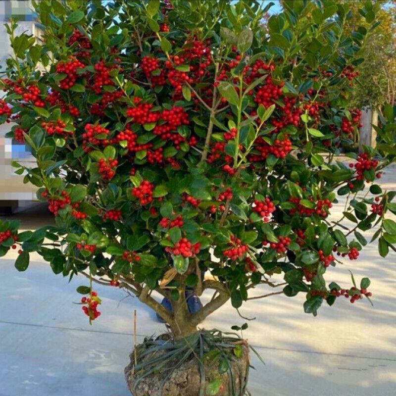 馨缘花卉园艺