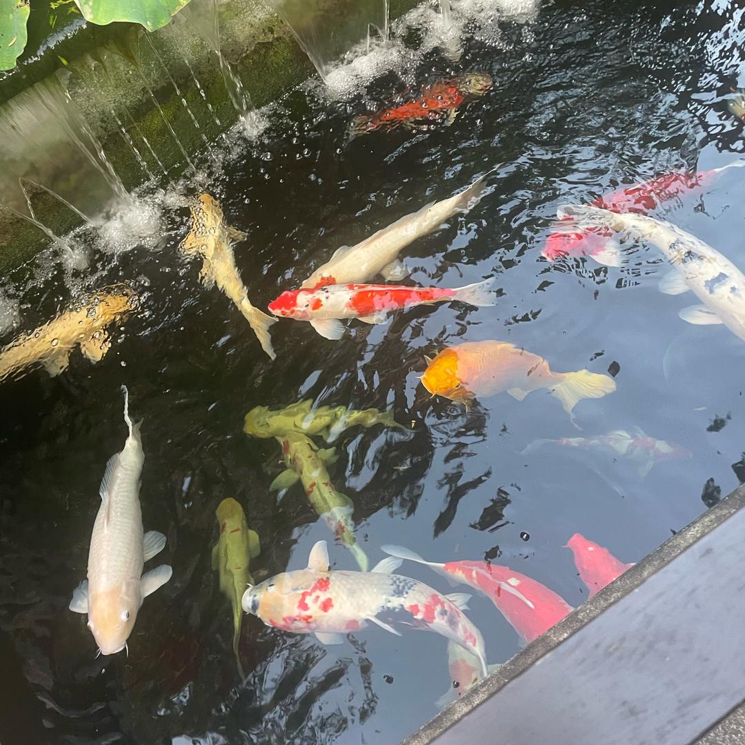 红 木 杉