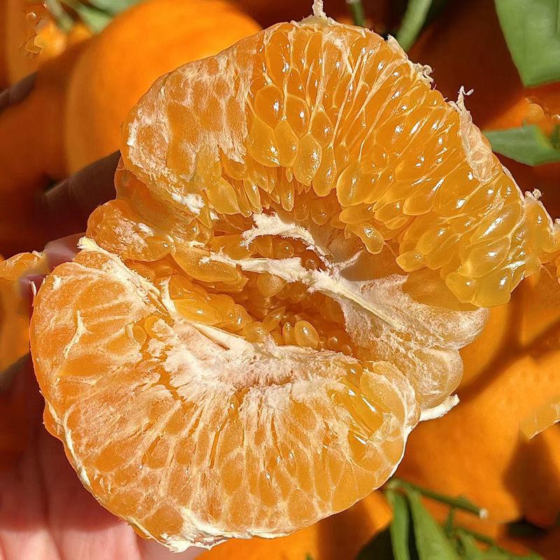 四川-眉山-新四村🍊青见果冻橙