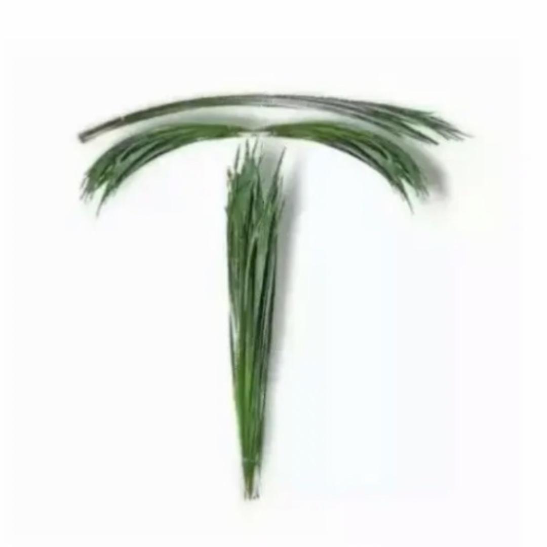 带刹车的特斯拉车主