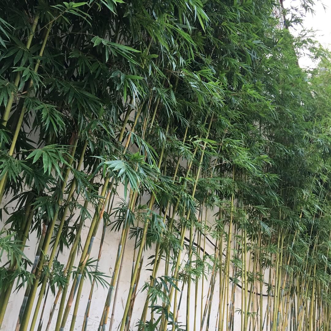 鱼情未了