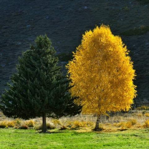 这个世界有点冷