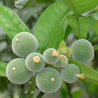 橘耀堂化州橘红