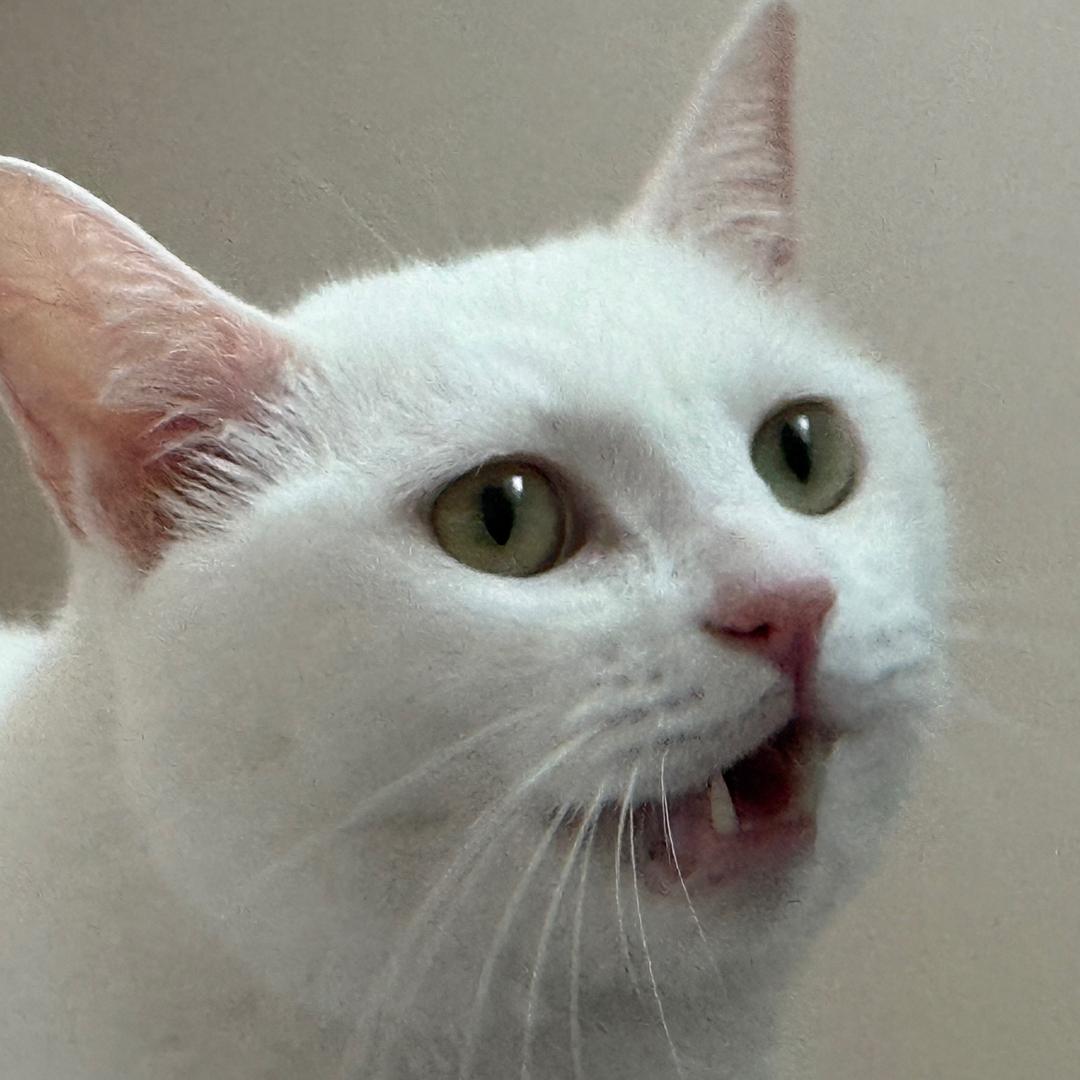可能认识的猫