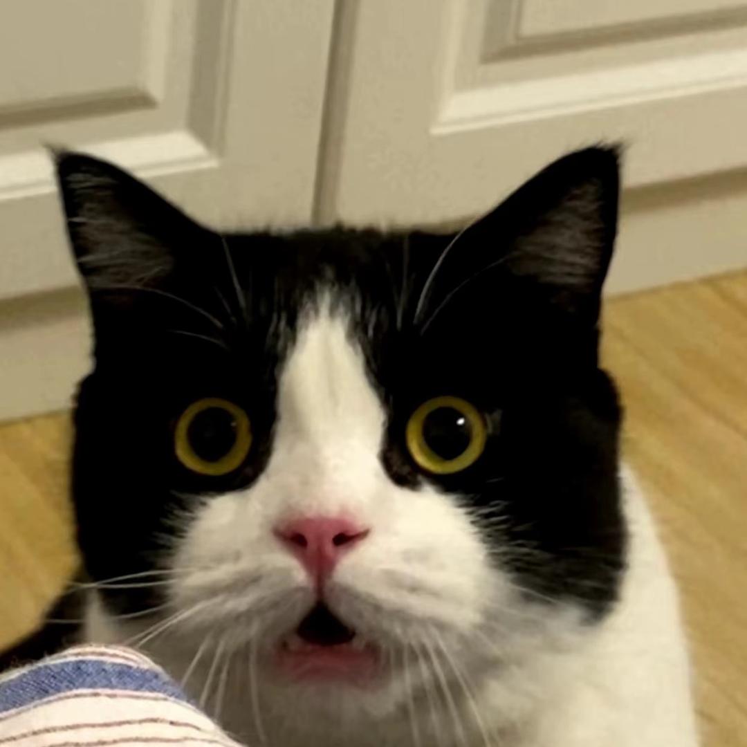 淋湿的流浪猫