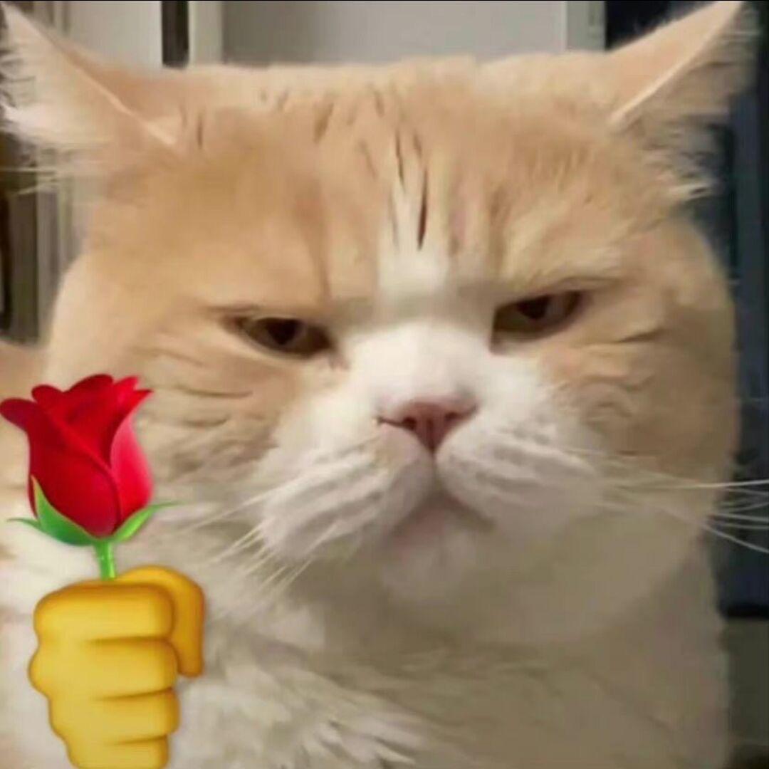 猫meme故事会