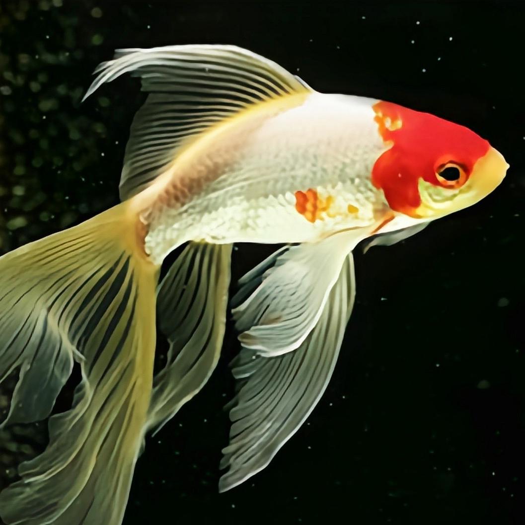 满堂红水族馆2号