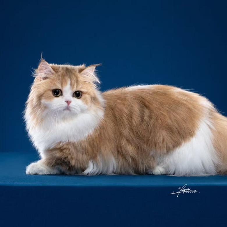 第二宝贝猫舍