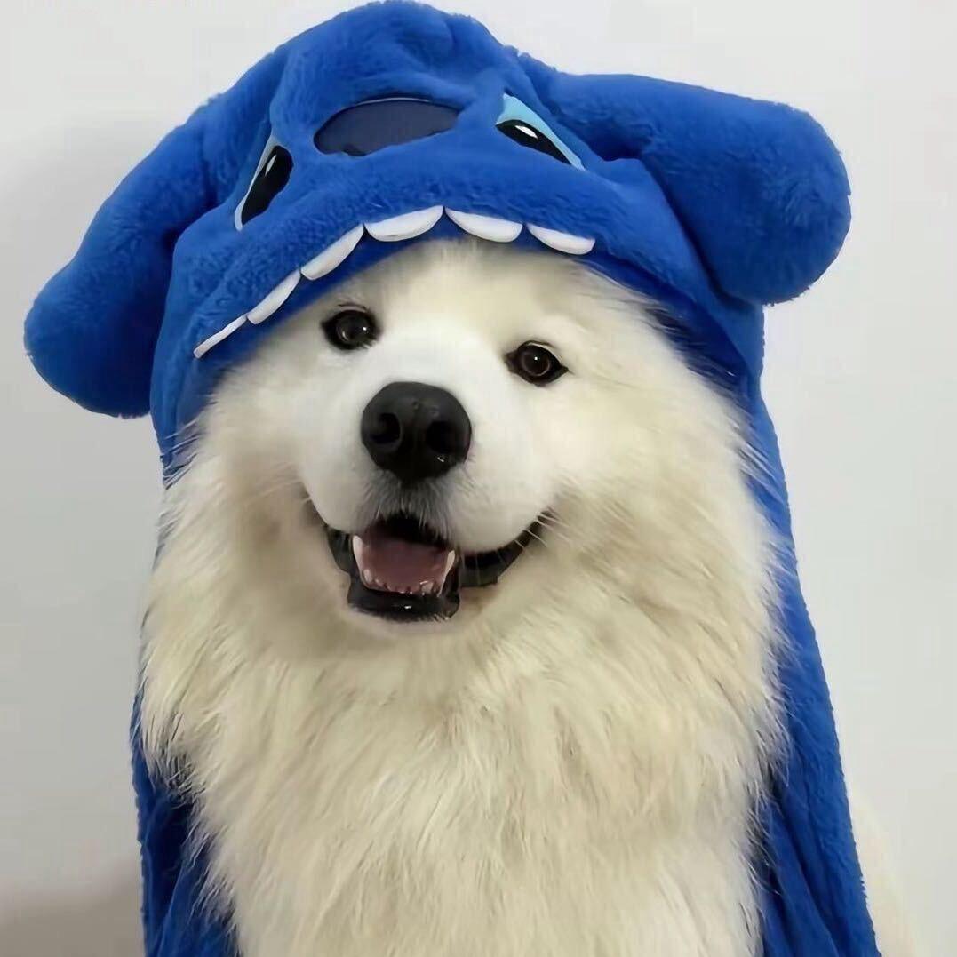 v小豪