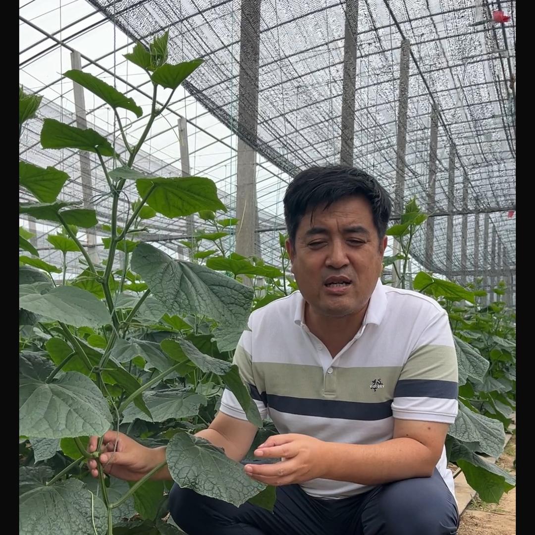 寿光华易农业王友福古城店(产品在橱窗）