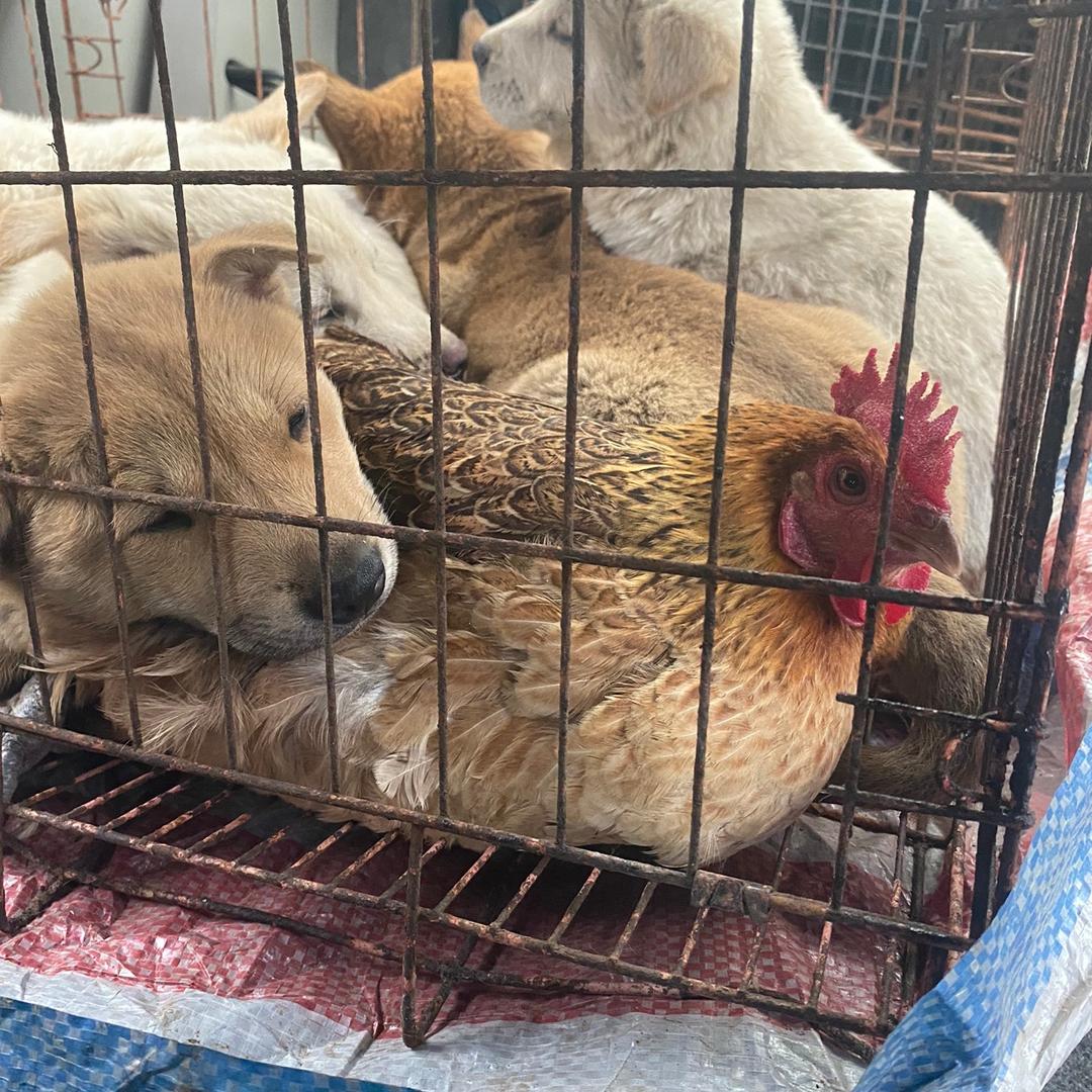 黑豆犬舍（田园犬原生态放养犬舍）
