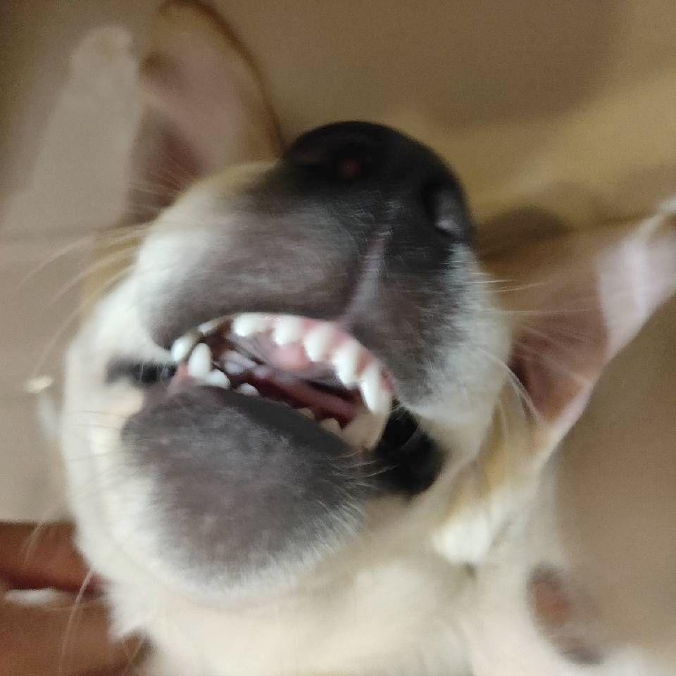 赵相机