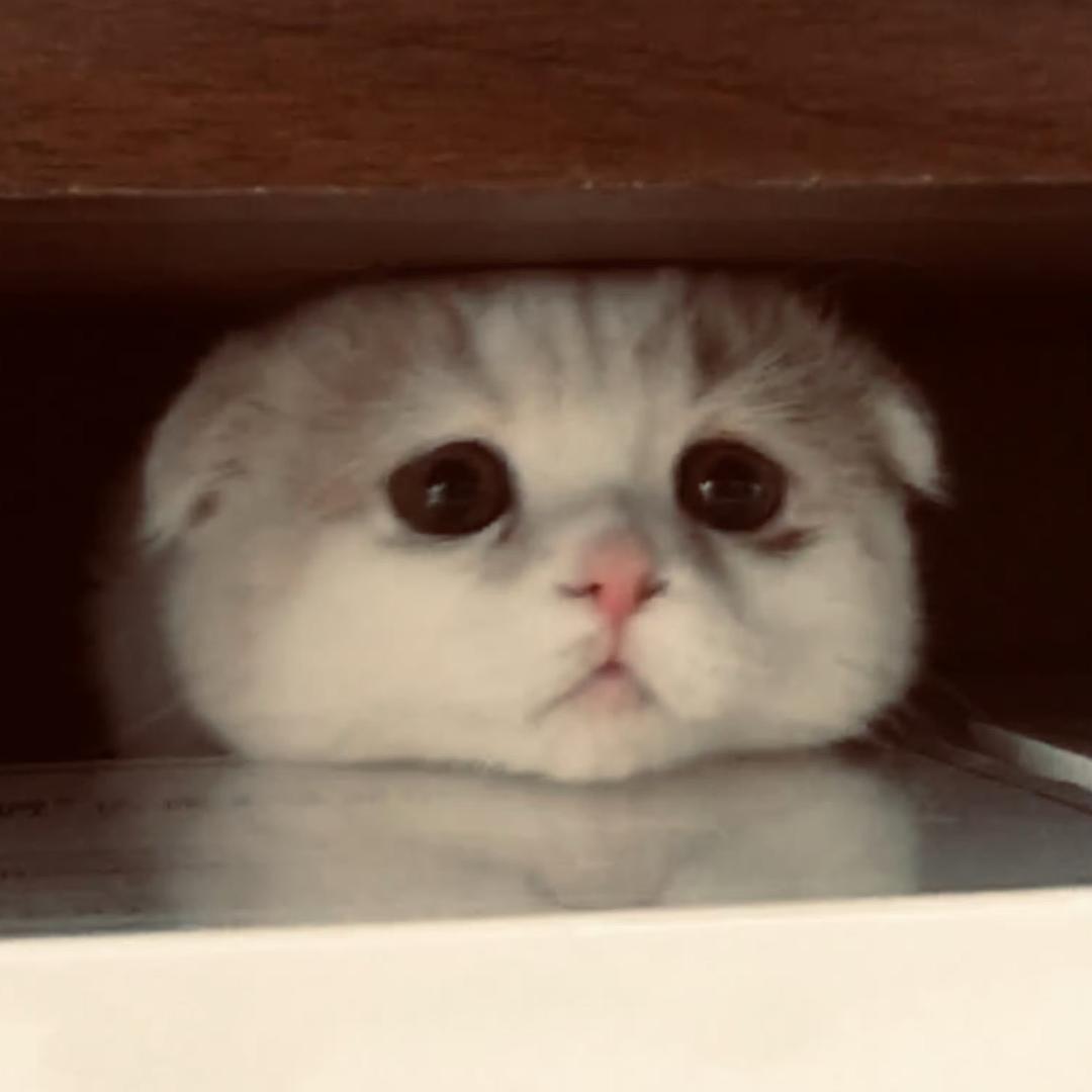 哈哈怪爱吃薯片