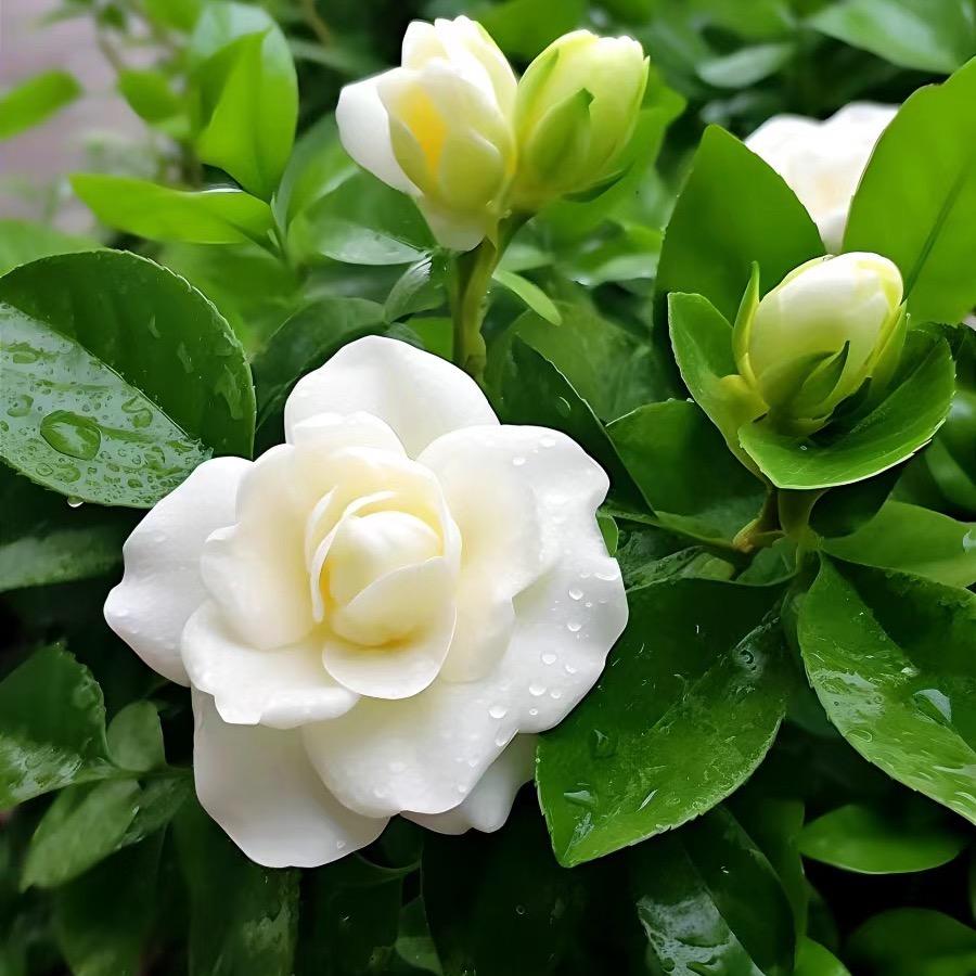 勤勤～绿植花卉