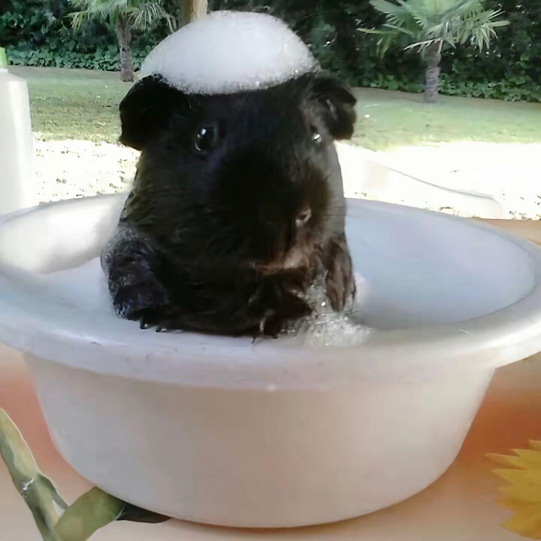 豆沙包