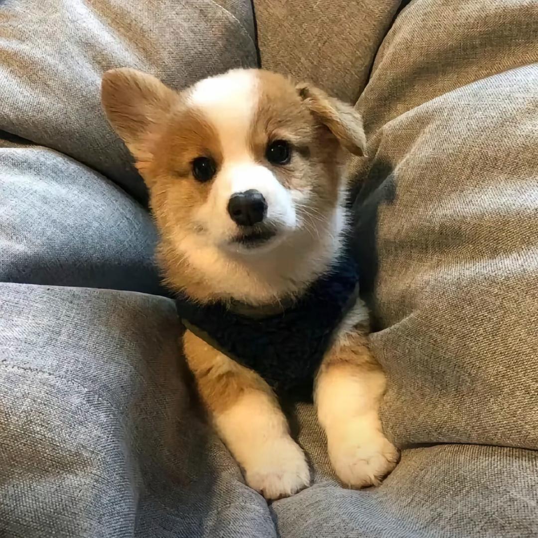 taco