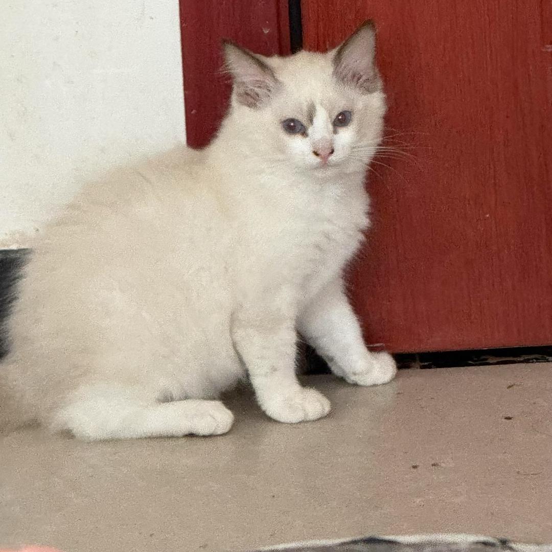 🦋小猫..