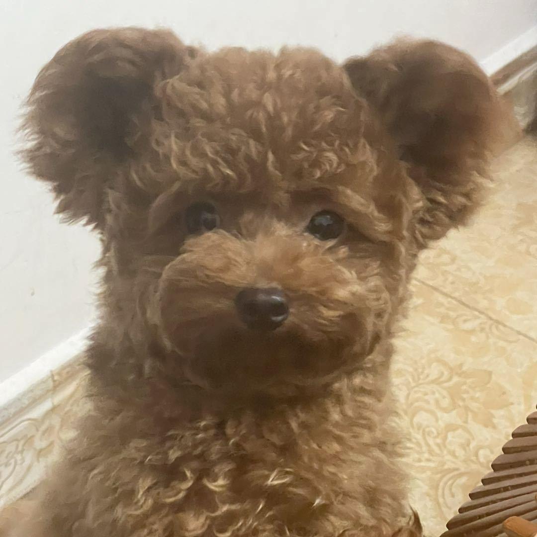 阿喵有只邪恶红糖