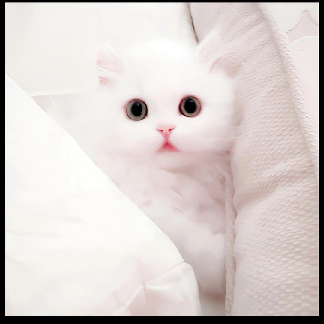 我吃饱惹