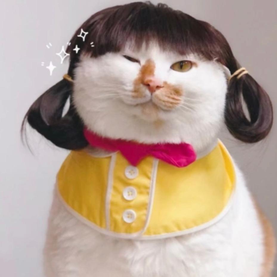 阿丹De流浪猫猫们