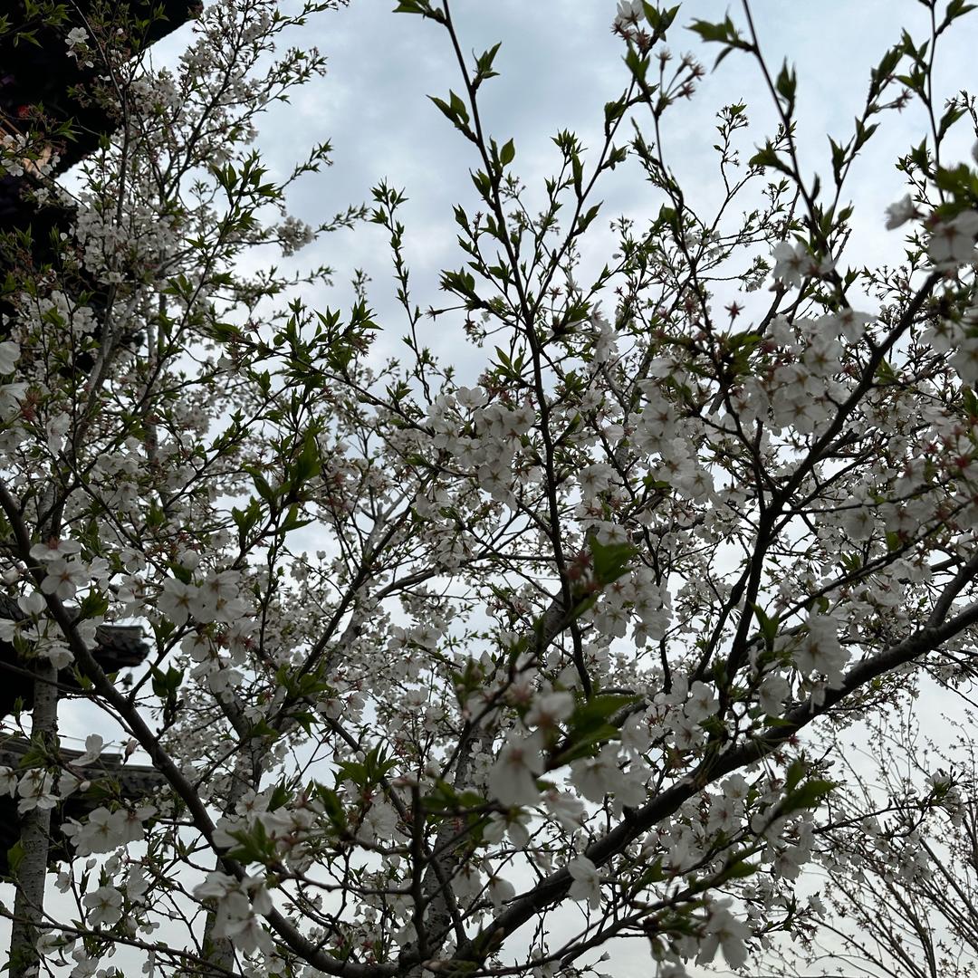 再美的夢、也有蘇醒的一天