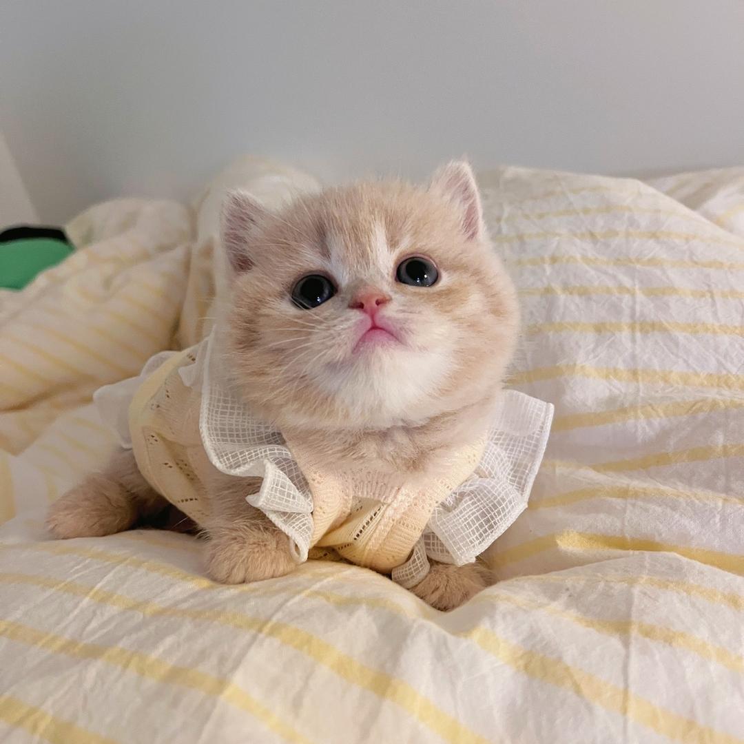 小满和她的猫