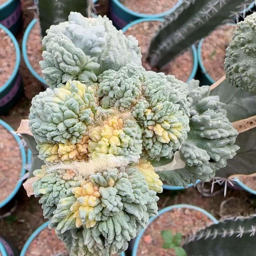 小花匠大梦想
