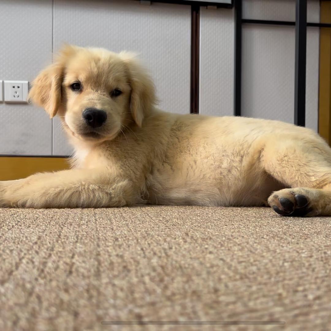 好好的电子日记🐶