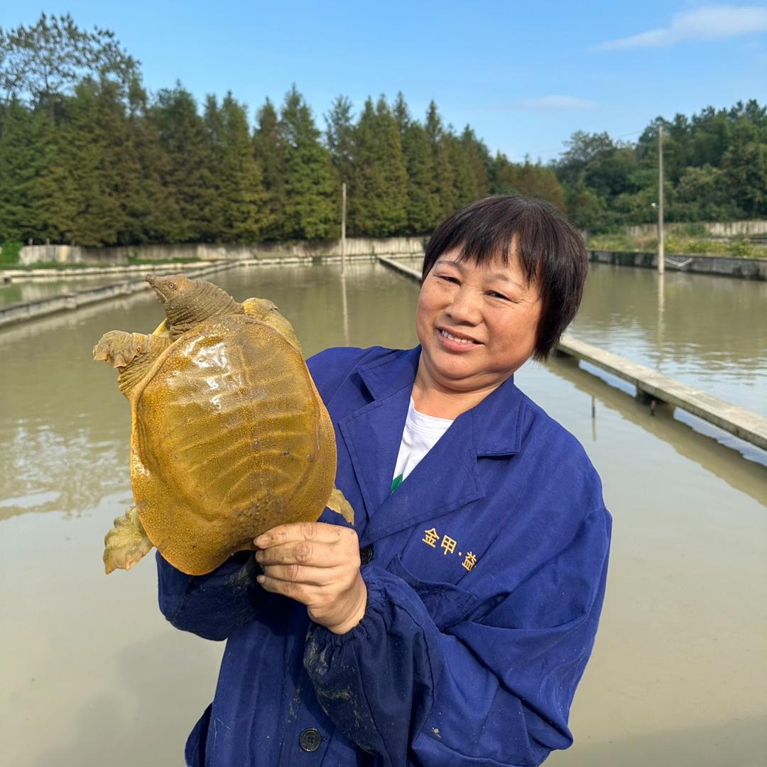 金甲福甲鱼精选