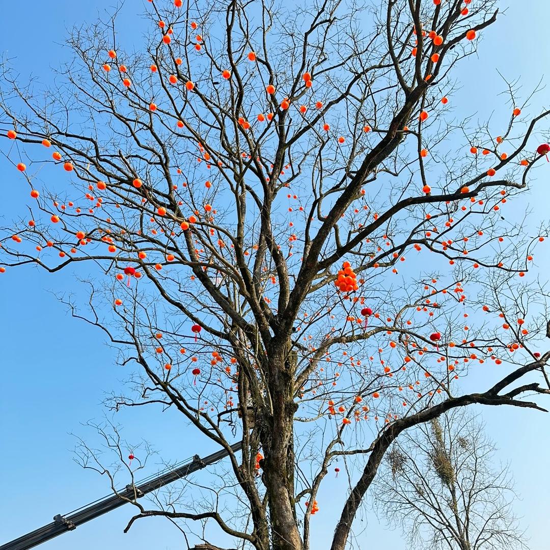 禧枾🎈🎈