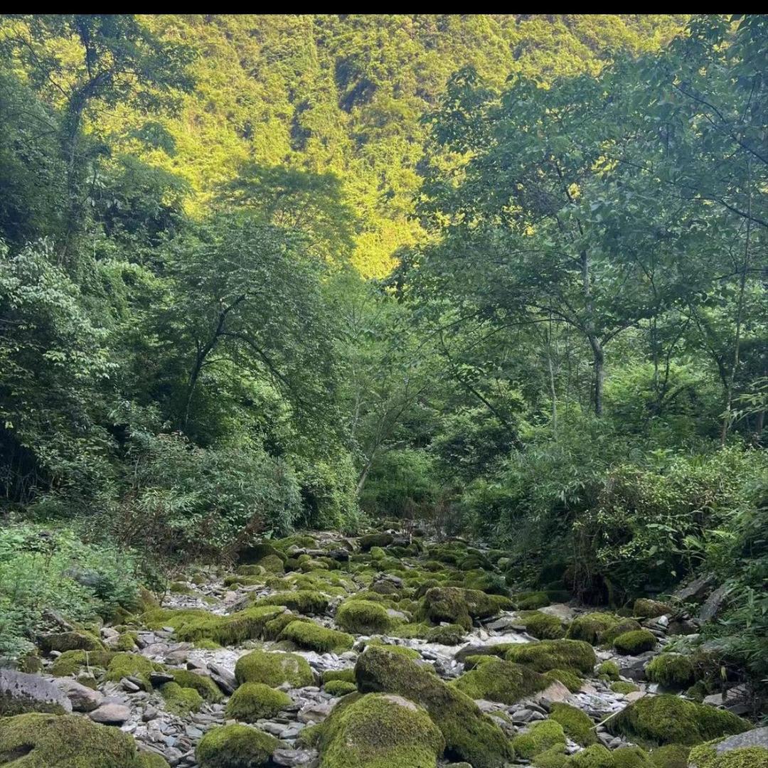 大山里的土特产