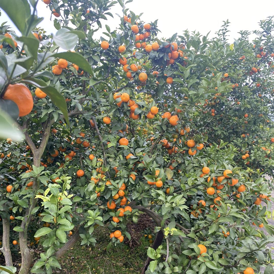 雯觅商贸企业店