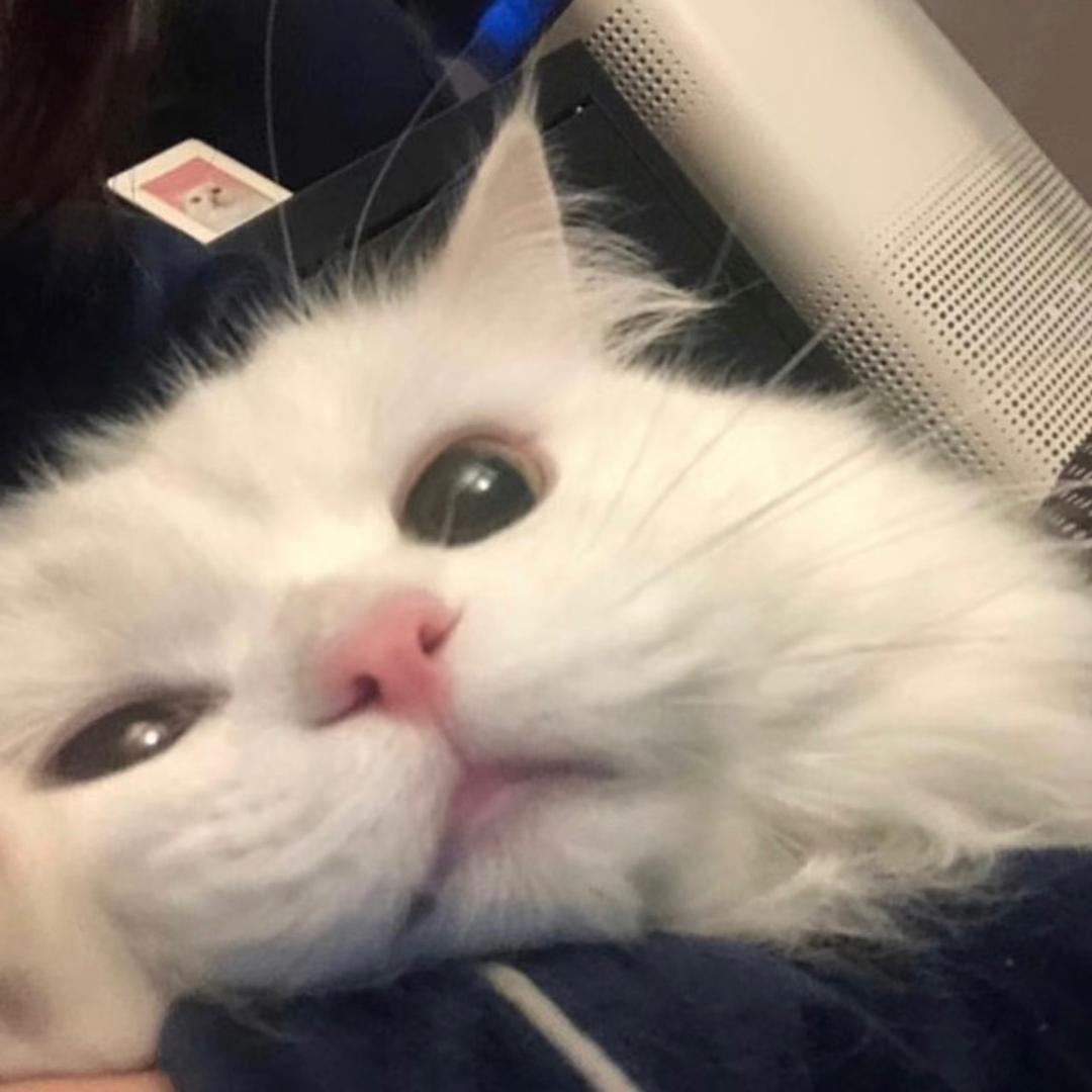 叶十七
