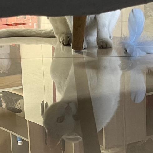 高级内线在台湾砍甘蔗