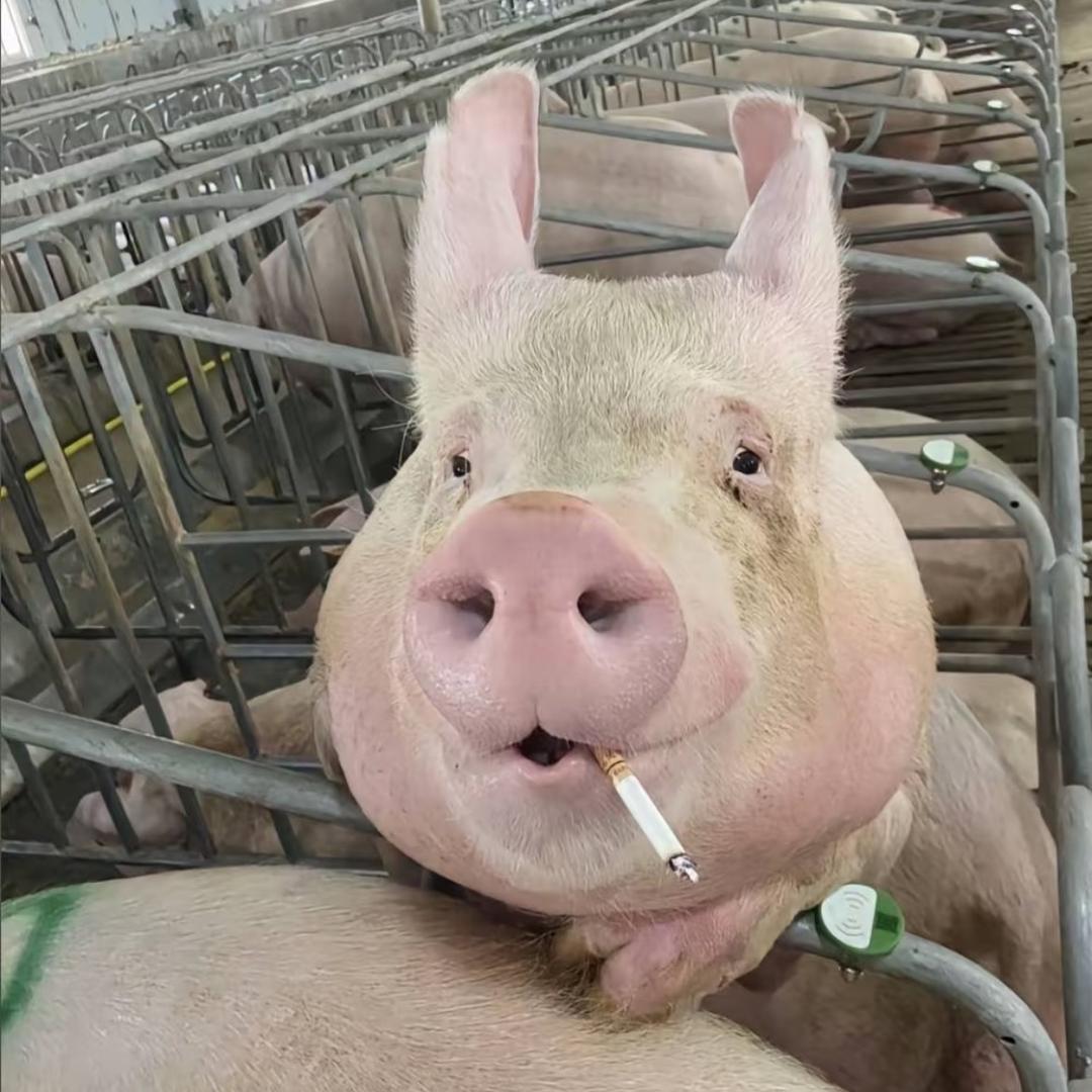 河北猪哥🐷