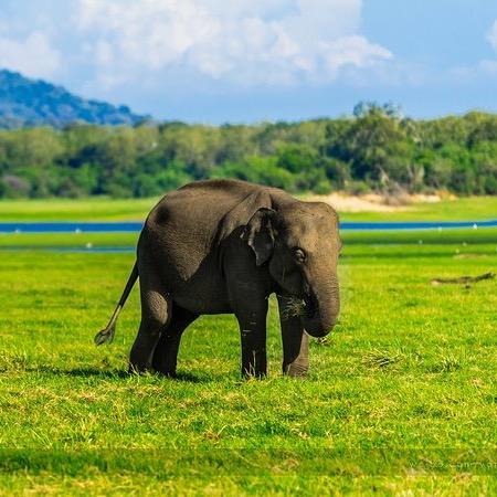 大笨象🐘