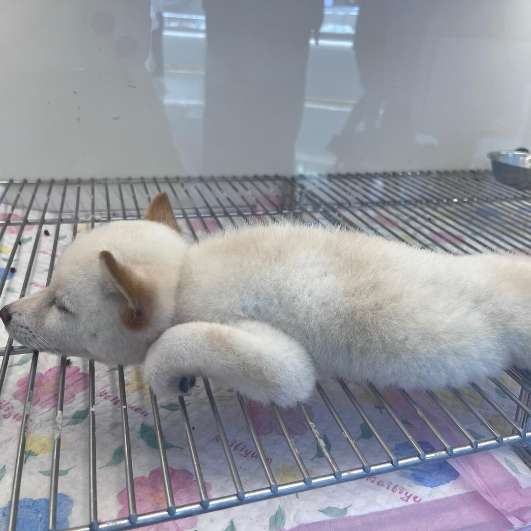 内向辣椒