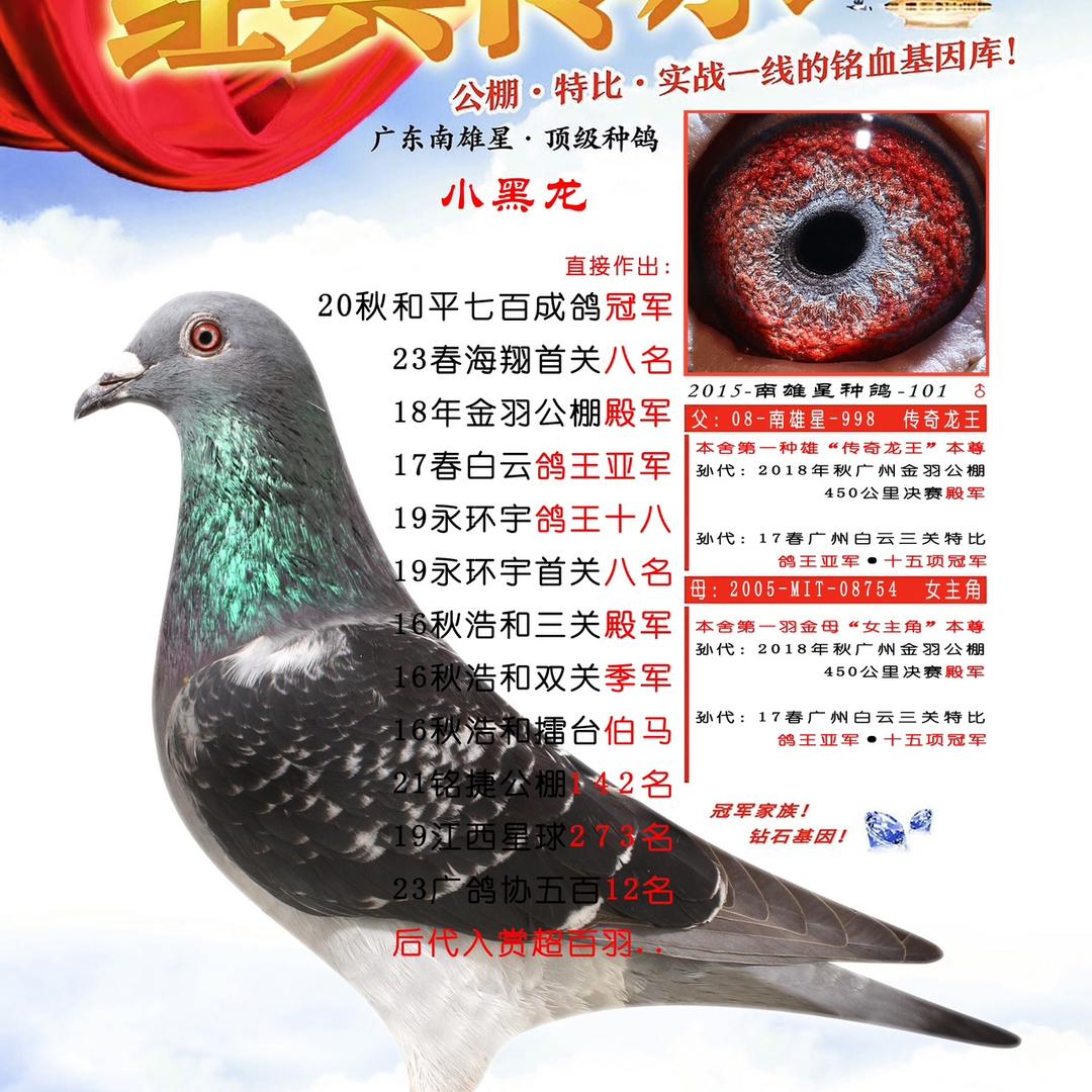 南雄星鸽业