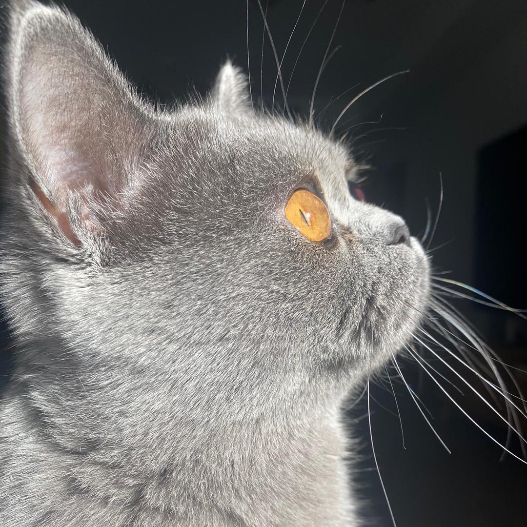 薅羊猫