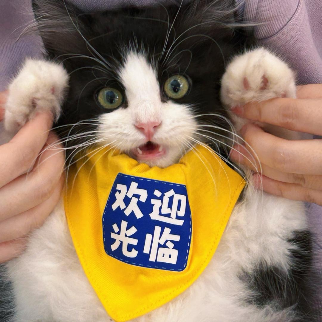 金爪子猫舍GOLDEN PAW