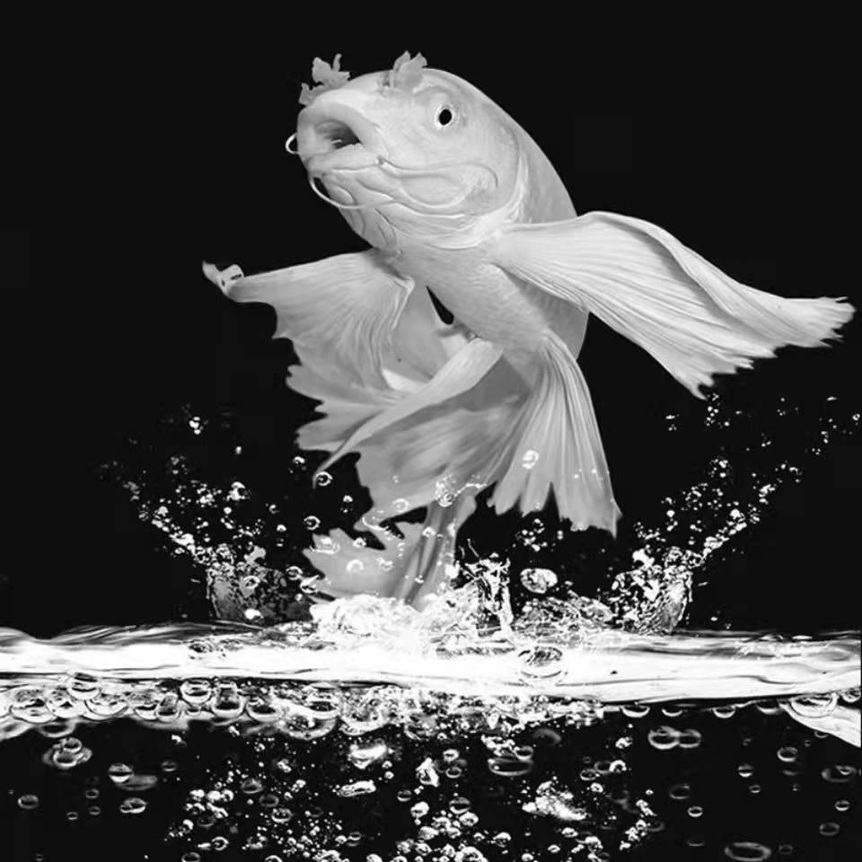 闽龙优选观赏鱼