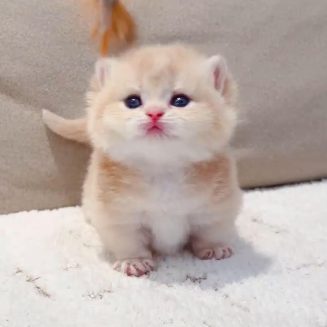 山奈猫猫