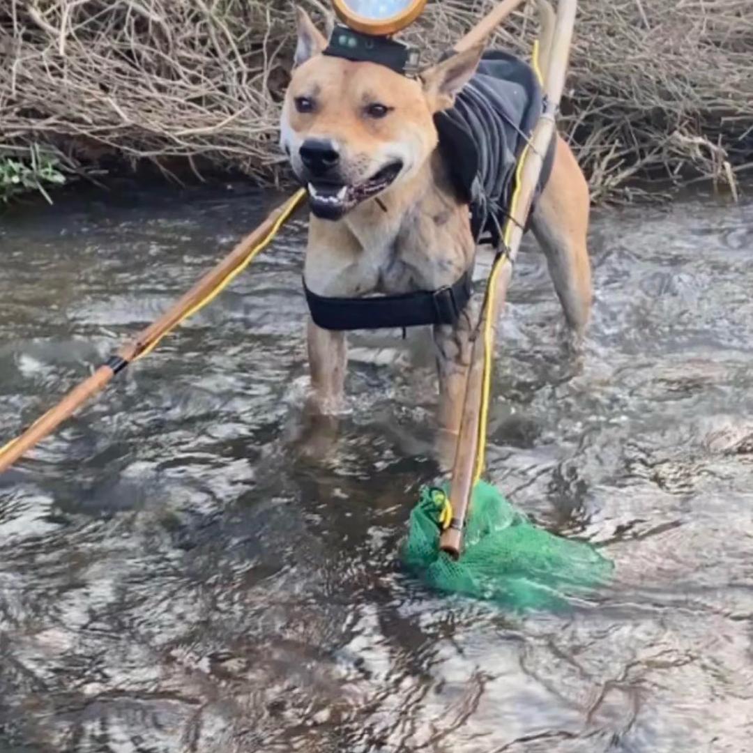 假如一梦不再醒