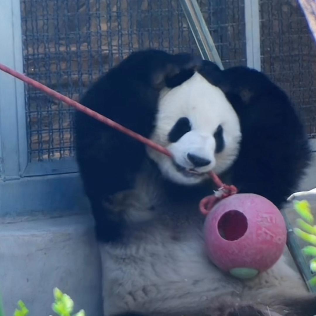 小鹿